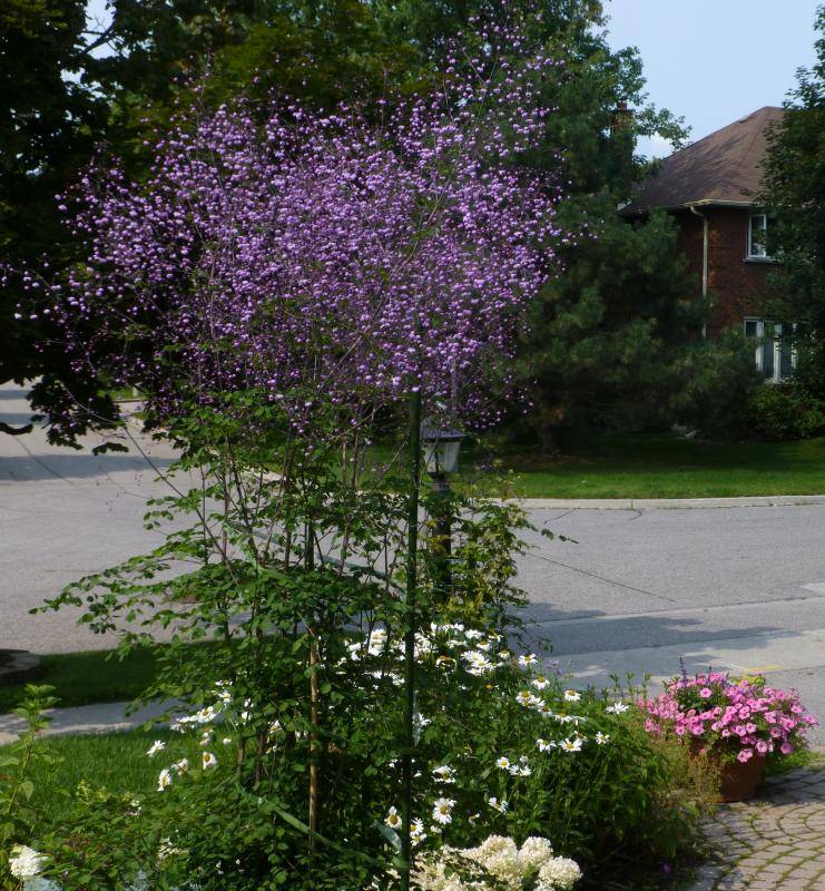 THALICTRUM rochebrunianum var. grandisepalum (1420)
